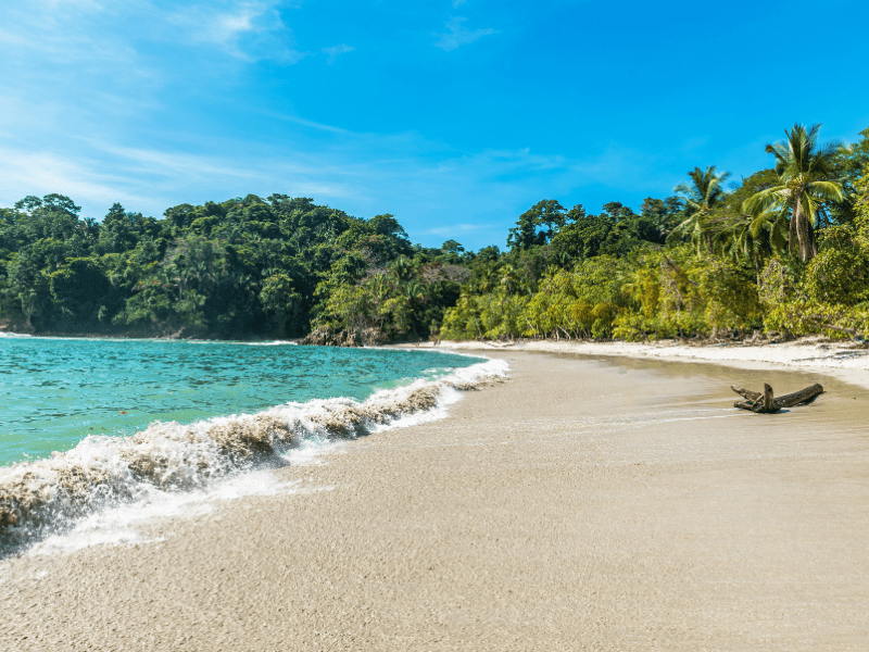 Beach in Costa Rica with palm trees. 