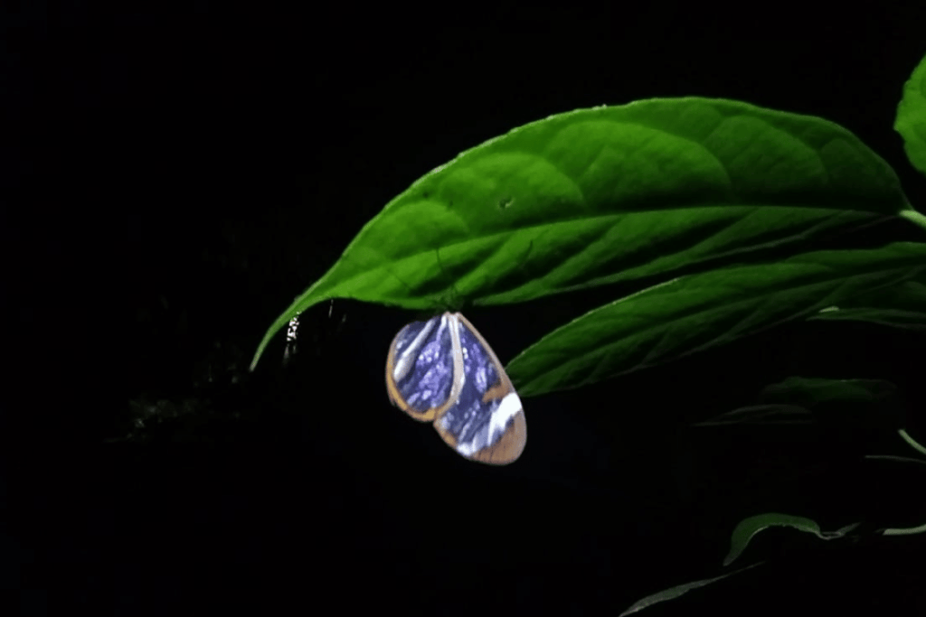 purple butterfly on monteverde night tour. 