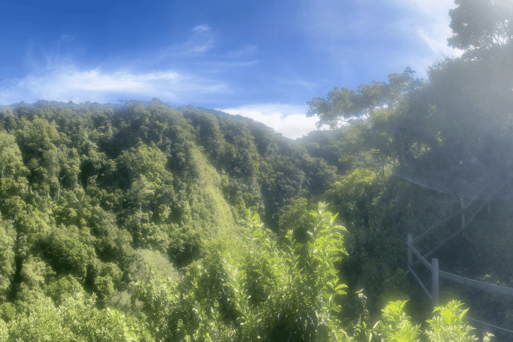 overlook view at the children's eternal rainforest in monteverde. 