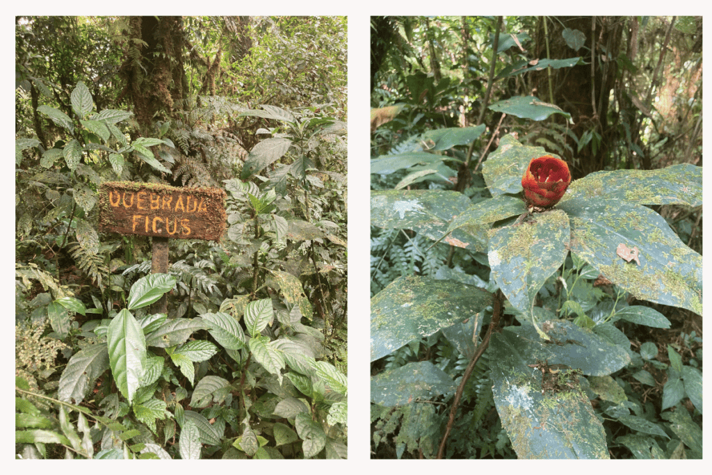 Santa Elena hiking trails near Monteverde. 