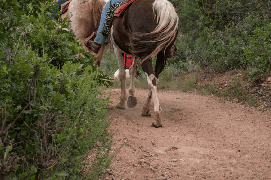 La Fortuna to Monteverde by horseback. 