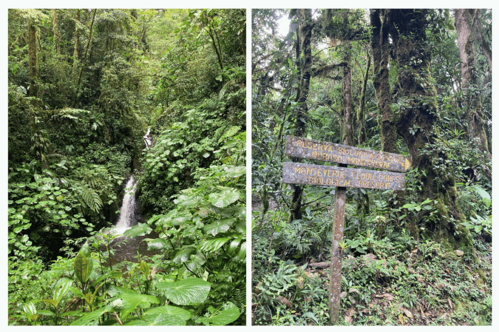 hiking in monteverde. 