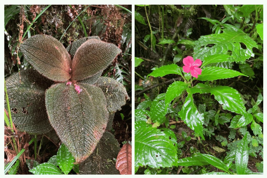 plants in the monteverde cloud biological reserve. 