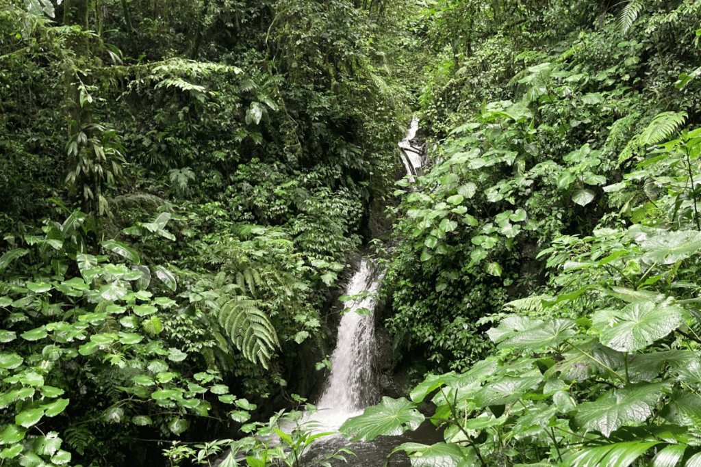 Waterfall in the monteverde cloud forest biological reserve. 