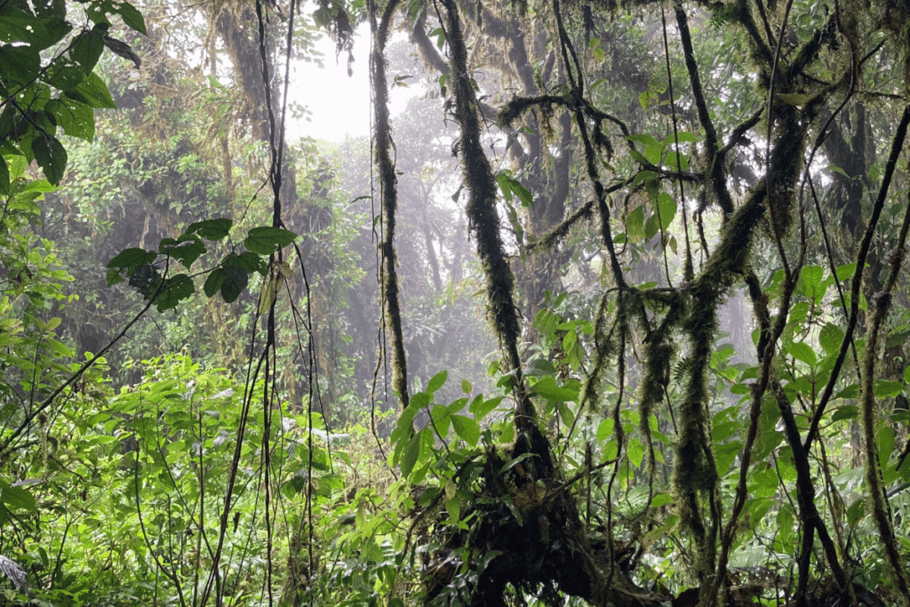 Tree in the Monteverde Cloud Forest Reserve. 