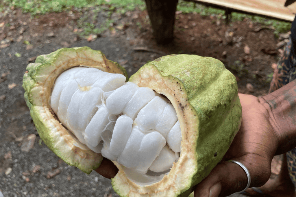 plant cut in half during coffee and chocolate tour in La Fortuna. 