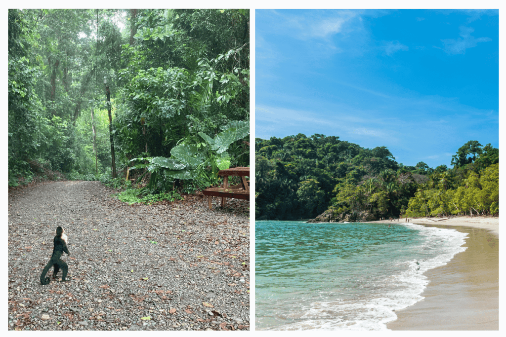 monkey on hiking trail in manuel antonio national park and beach. 