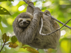 Monteverde Sloth Conservation featured image.