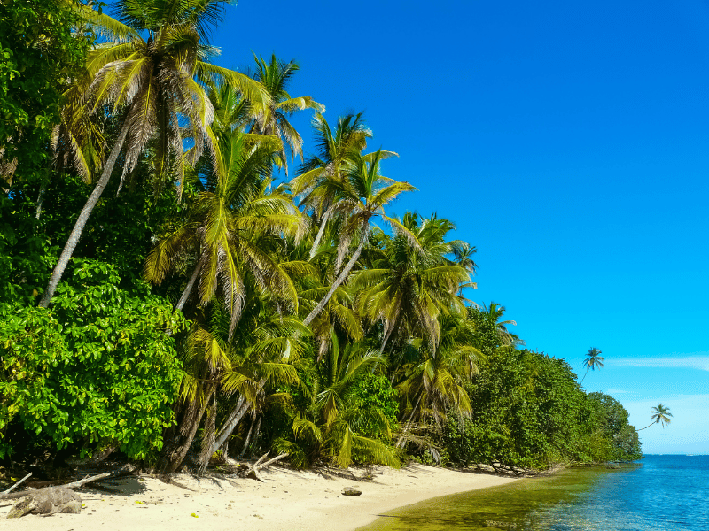 palm trees and sandy beach at Cahuita National Park. 