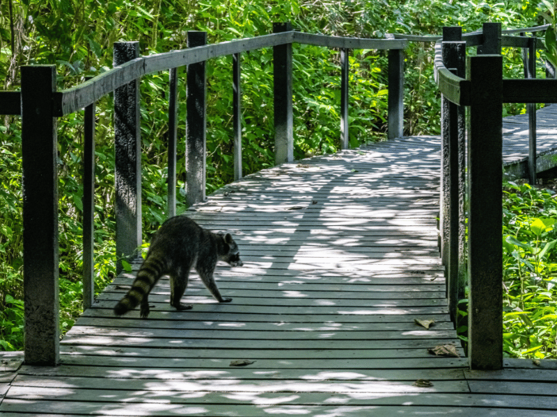 racoon on boardwalk in Cahuita National Park in Costa Rica. 