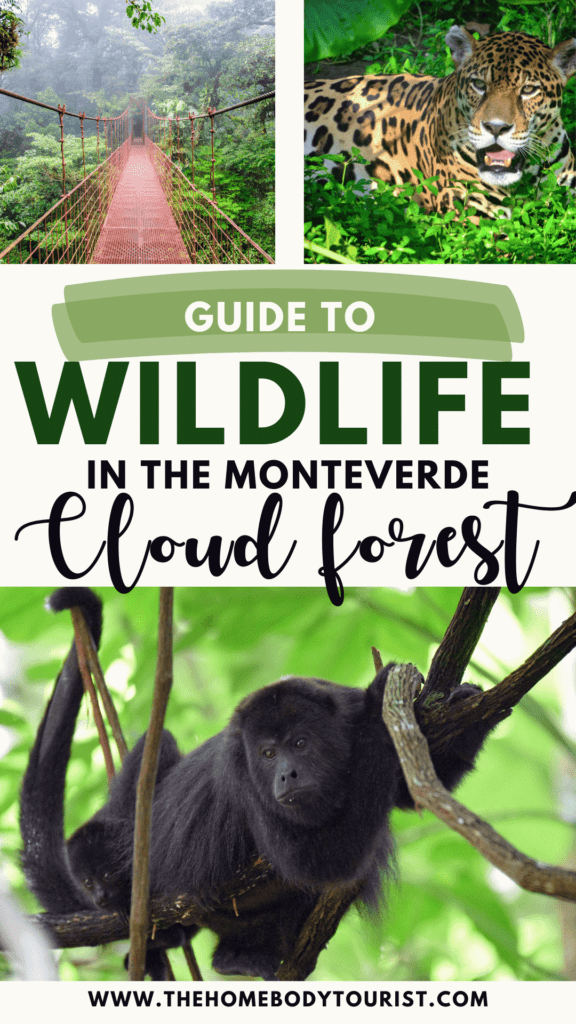 animals in the monteverde cloud forest pin for pinterest. 