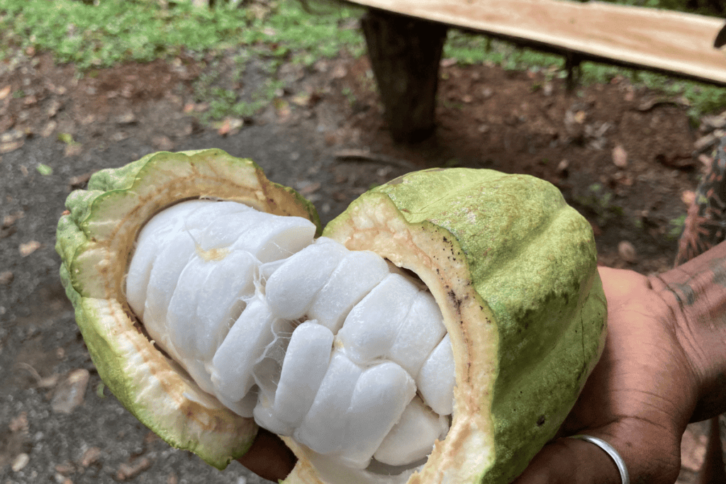 Cocoa plant during a chocolate tour in puerto viejo. 