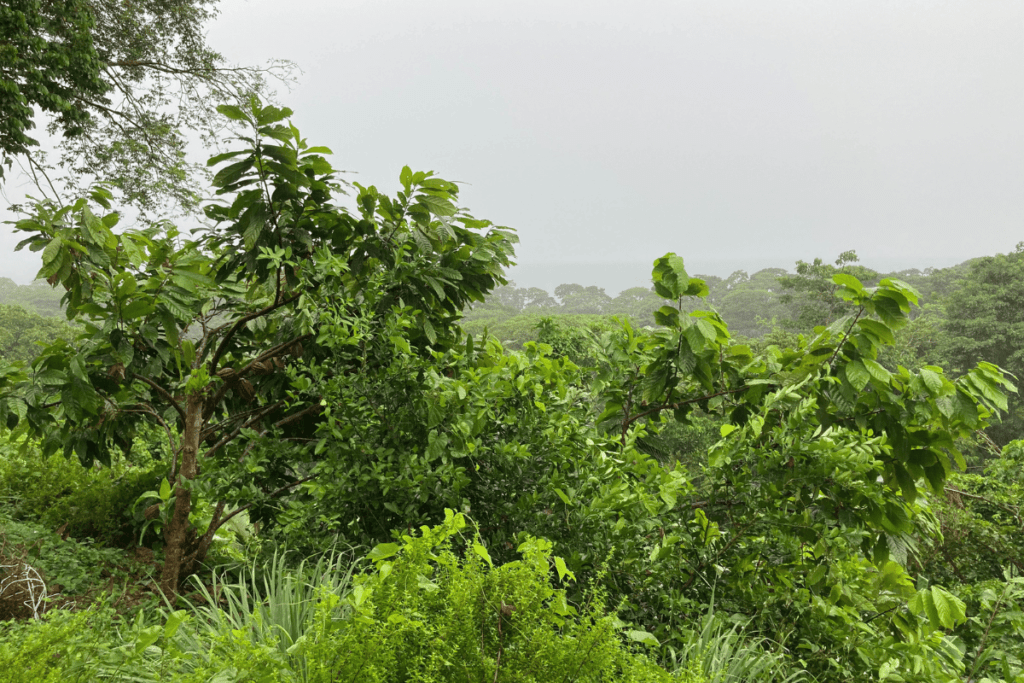 jungle views during chocolate tour. 
