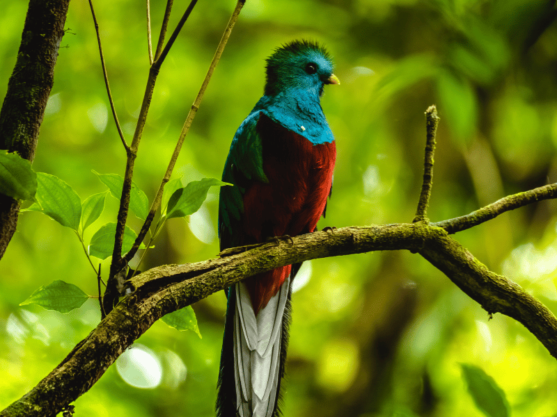 resplendent quetzal 