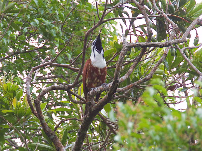 three-wattled bellbird.