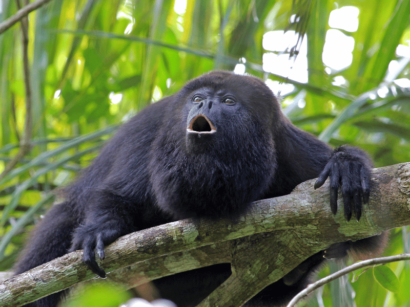 howler monkey. 