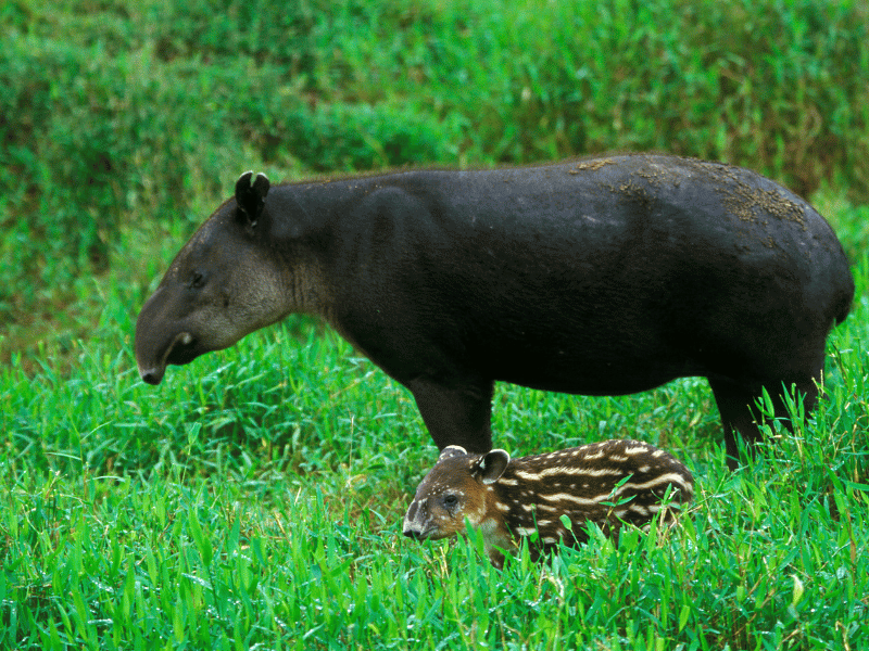 baird tapir.