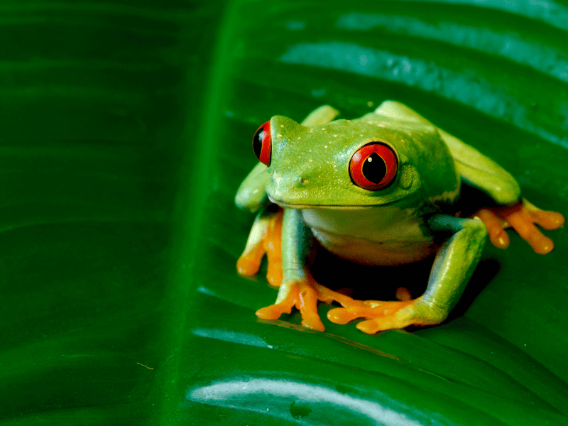 red-eyed tree frog. 