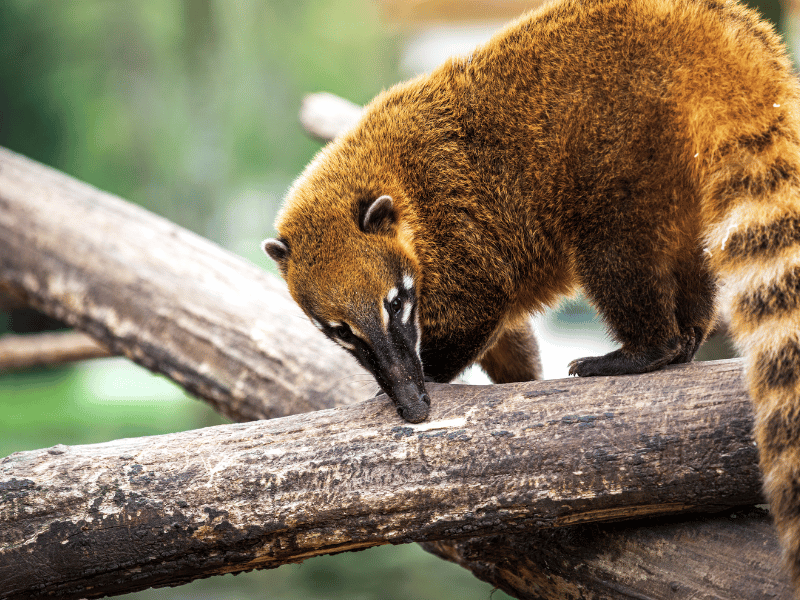 coatis in the monteverde cloud forest reserve. 