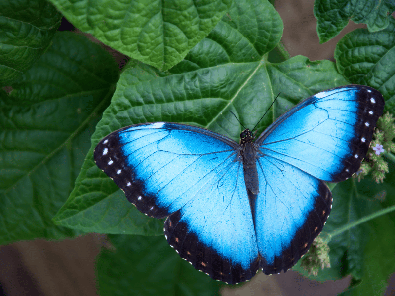 blue morpho butterfly. 