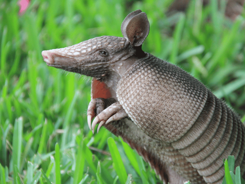 armadillo in costa rica. 