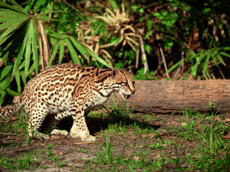 oselot in the monteverde cloud forest reserve. 