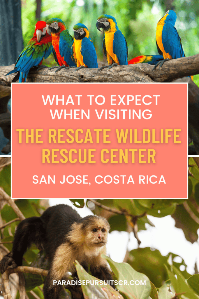 Rescate Wildlife Rescue Center in San Jose Costa Rica pin for pinterest. 